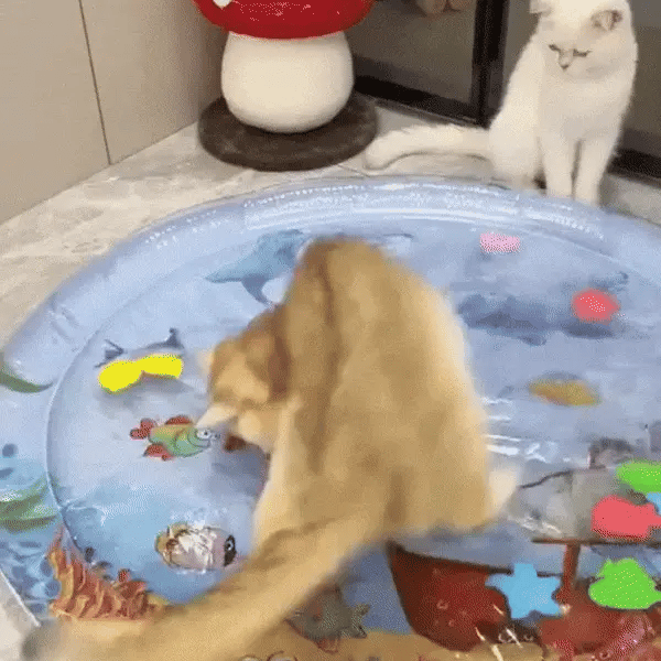 AquaPaws